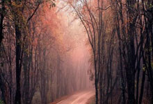 女篮世锦赛冠军诞生，美国女篮成功卫冕